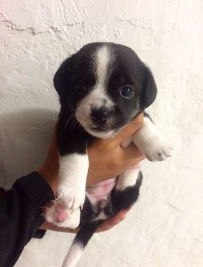 Welpen Bilder !-Beitrag-Bild