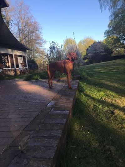 Rhodesian Ridgeback-Beitrag-Bild