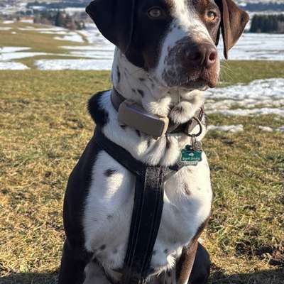 Hundetreffen-Social Walk-Bild