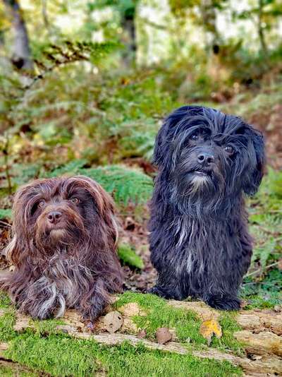 Dogorama Photo Challenge - Portrait-Beitrag-Bild