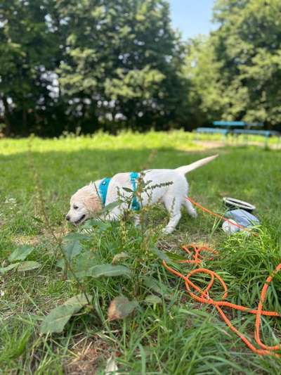 Hundetreffen-Sozialisation/ Spieltreffen mit Welpe-Bild