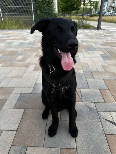 Hundetreffen-Junghund sucht Freunde :)-Bild