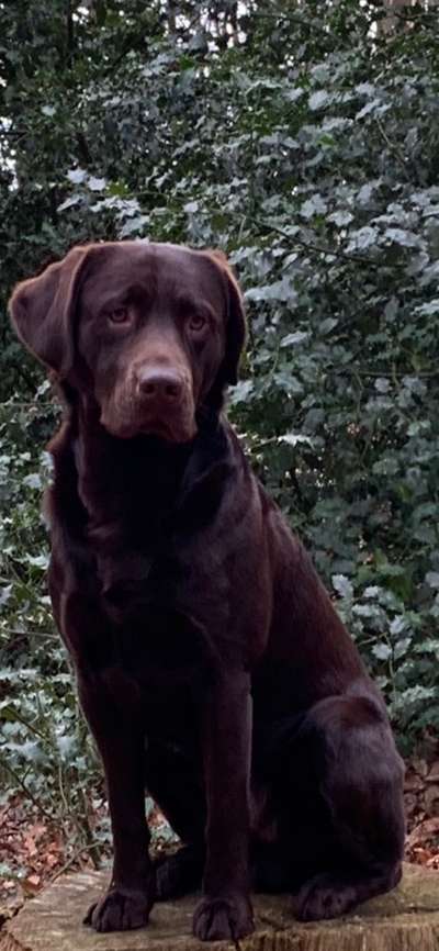 Die Dogorama Monats Challenge "Es grünt und blüht"-Beitrag-Bild