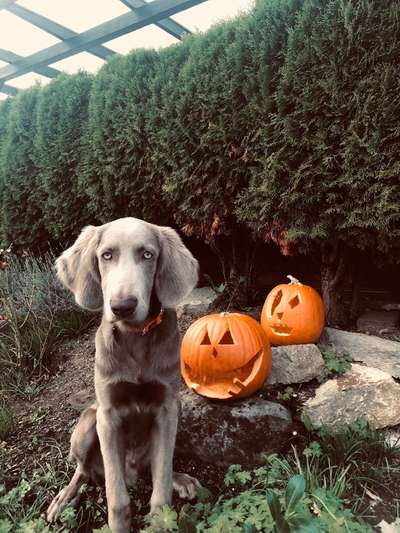 Weimaraner-Beitrag-Bild