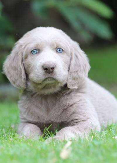 Welpen Bilder !-Beitrag-Bild