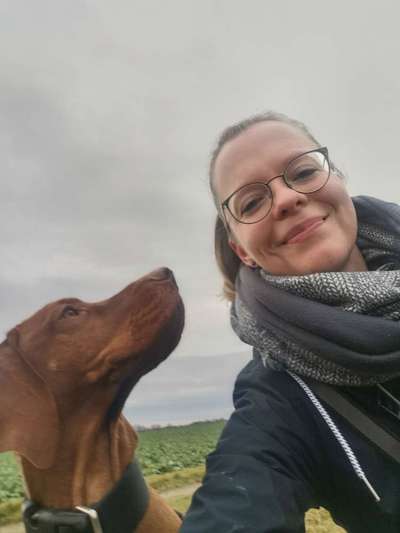 Hundetreffen-Gassirunde, gemeinsames Spielen & Schnüffeln-Bild