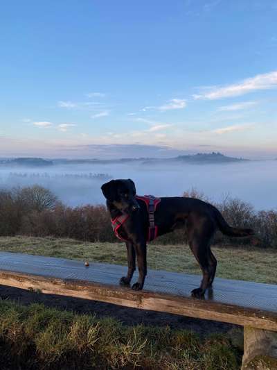 156. Fotochallenge *** DEIN HUND UND DIE WUNDERSCHÖNEN WOLKEN ***-Beitrag-Bild