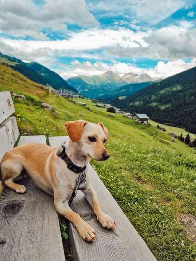 Hundetreffen-Gassirunde für ruhige/zurückhaltende Hunde-Bild