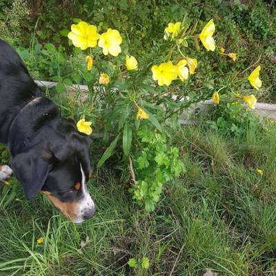 Hundetreffen-Treffen Geithe Wald in Hamm-Bild