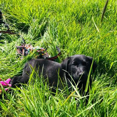 Hundetreffen-Welpentreffen in Hitdorf-Bild