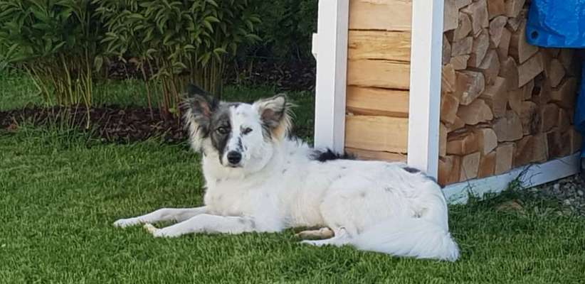 Wo habt ihr eure Hunde her ?-Beitrag-Bild