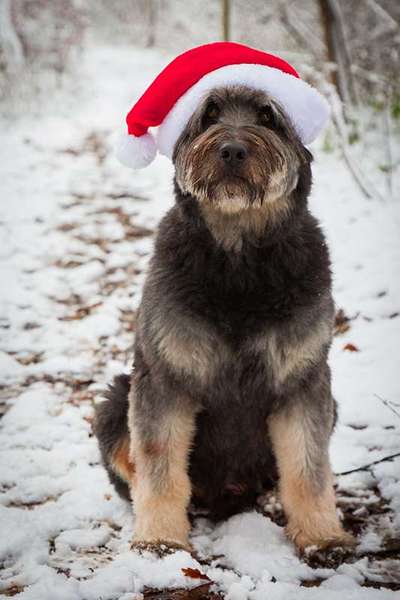 19. Handy - Foto - Challenge-Beitrag-Bild