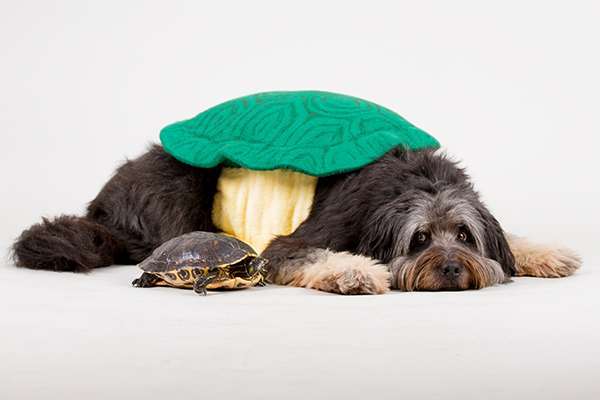 33. Handy Foto Challenge - Verkleidung deines Hundes-Beitrag-Bild