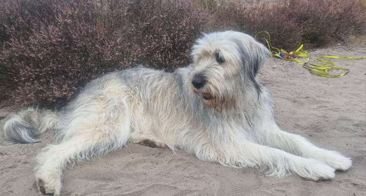 Gibts hier Mioritic Besitzer?-Beitrag-Bild