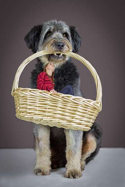 Photomontagen mit Hund-Beitrag-Bild