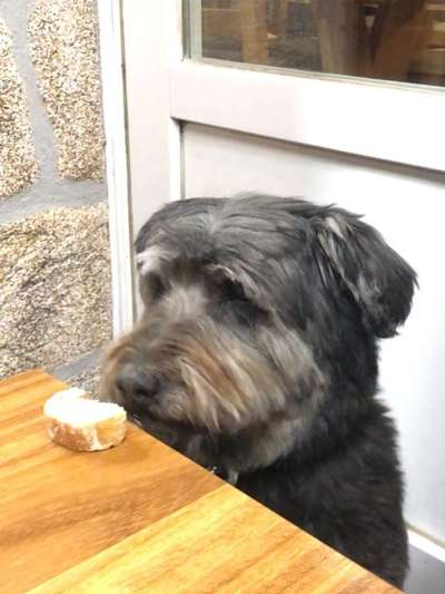 31. Handy - Fotochallenge
Vierbeiner mit am Tisch-Beitrag-Bild