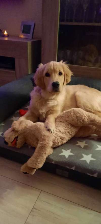 Die besten Hundeblicke 🐾❤️-Beitrag-Bild