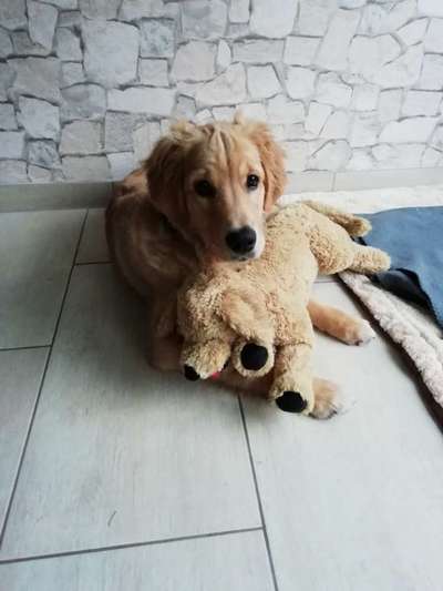 Der Lieblingsplüschi eures Vierbeiners-Beitrag-Bild