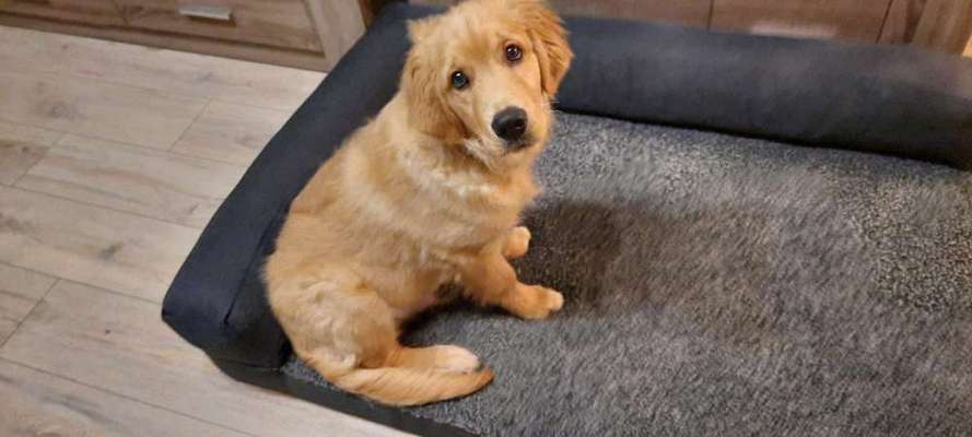 Zeigt mir die tollste Nahaufnahme von eurer Fellnase-Beitrag-Bild