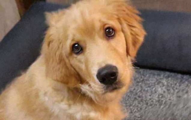 Zeigt mir die tollste Nahaufnahme von eurer Fellnase-Beitrag-Bild