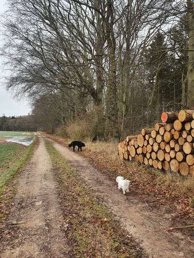 Hundetreffen-Gassi Runde-Bild