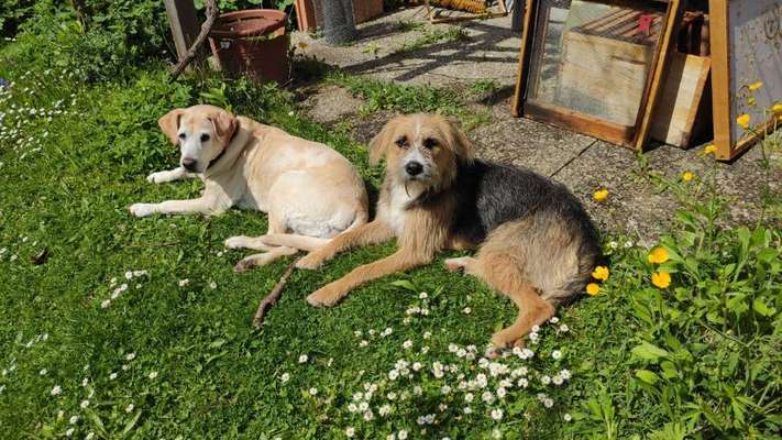 Zeigt mal die schönsten Bilder von euren Hunden !-Beitrag-Bild