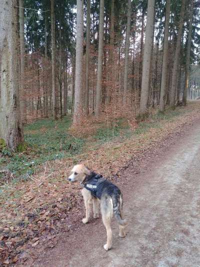 Hundeauslaufgebiet-Wildtiergehge-Bild