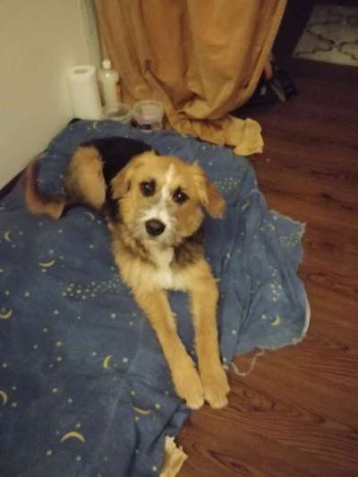 Dogorama Photo Challenge - Hundeblick zum hinschmelzen-Beitrag-Bild