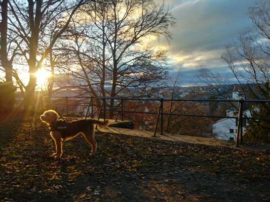 Zeigt mal die schönsten Bilder von euren Hunden !-Beitrag-Bild