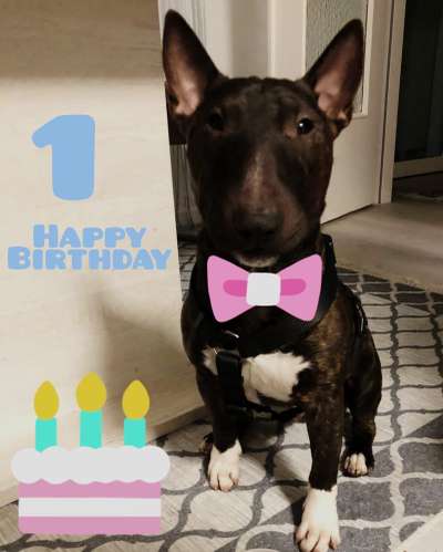 Miniatur Bull Terrier-Beitrag-Bild