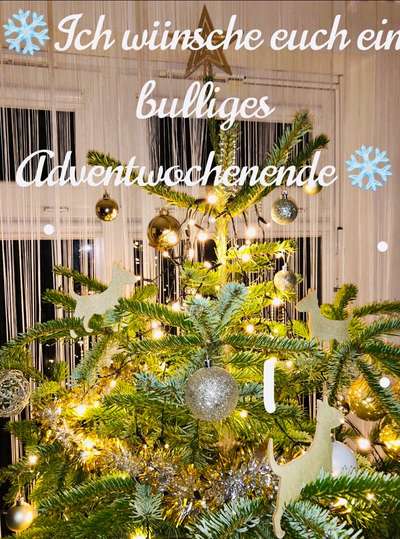 Miniatur Bull Terrier-Beitrag-Bild