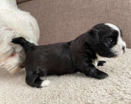 Doppelgänger gesucht !-Beitrag-Bild