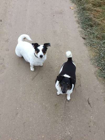 Wo sind die Jack und Parson Russell Terrier?-Beitrag-Bild
