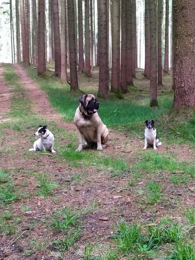 Welche Hunderasse-Beitrag-Bild