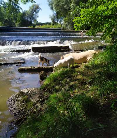 Dogorama-Monats-Challenge-Mai "Wasser"-Beitrag-Bild