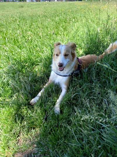 Die Dogorama Kalender Challenge 4/4-Beitrag-Bild