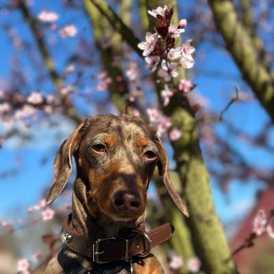 Hundetreffen-Dackelfreunde gesucht-Bild