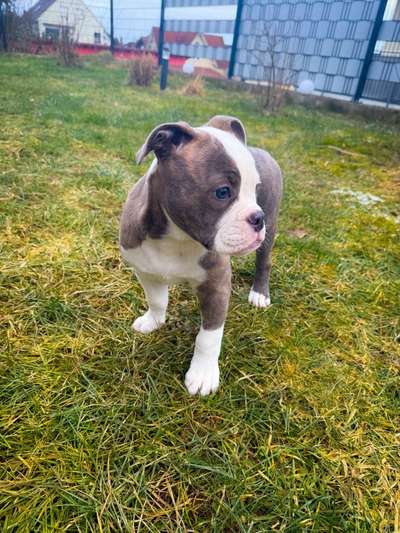 Reinrassige Hunde?-Beitrag-Bild