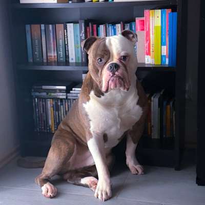 Titelbild Gruppe Old English Bulldog