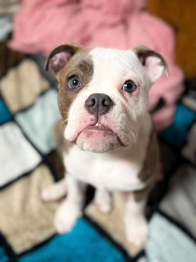 Olde English Bulldogge-Beitrag-Bild