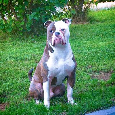 Hundetreffen-Treffen mit unserem Drax-Bild