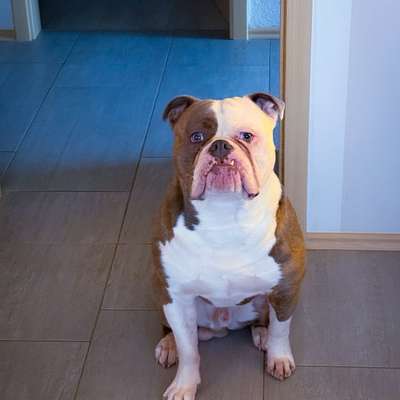 Olde English Bulldogge-Beitrag-Bild