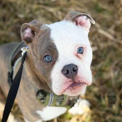 Hundetreffen-Treffen mit unserem Drax-Bild
