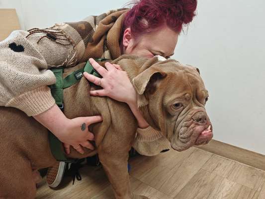 Unsere Fellnasen im Regenbogenland-Beitrag-Bild