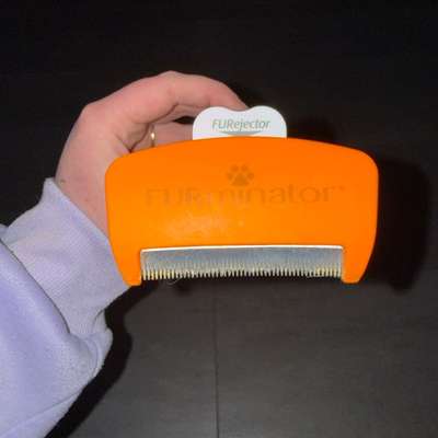 Olde English Bulldogge-Beitrag-Bild