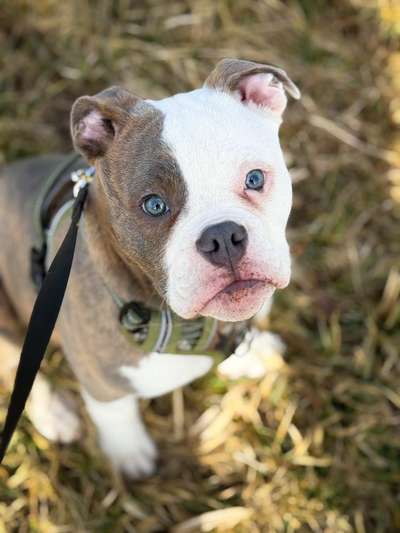 Olde English Bulldogge-Beitrag-Bild