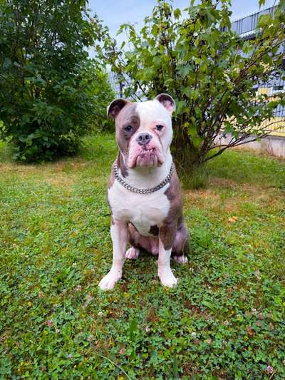 Nicht ganz alltägliche Hundenamen.
Wie kreativ wart ihr?-Beitrag-Bild