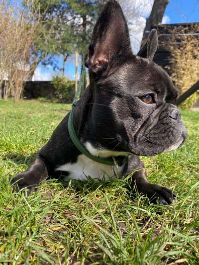 Zeigt her eure Frenchi-Beitrag-Bild