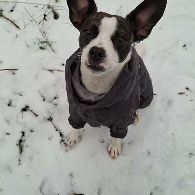 Hundetreffen-Spaziergang am Wochenende-Bild