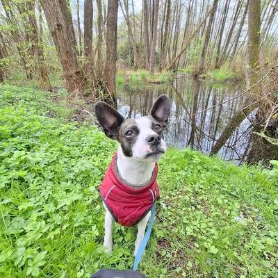 Hundetreffen-Spaziergang am Wochenende-Bild